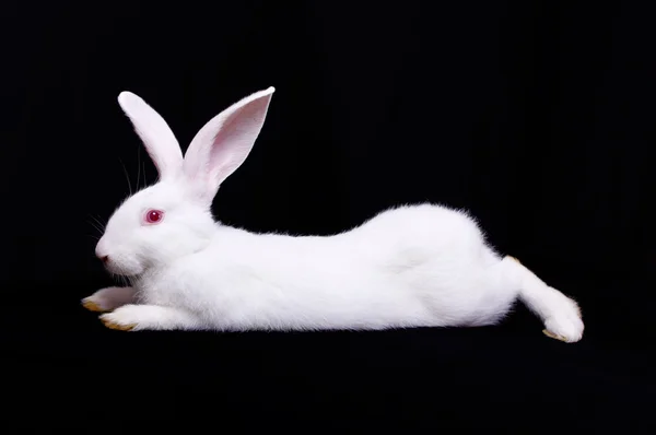 白兔子一 — 图库照片