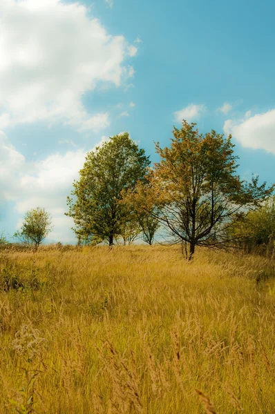 Several trees in a meadow — Stock Photo, Image