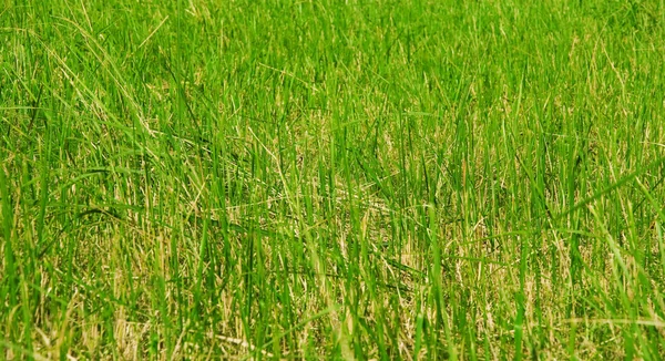 L'herbe verte luxuriante — Photo