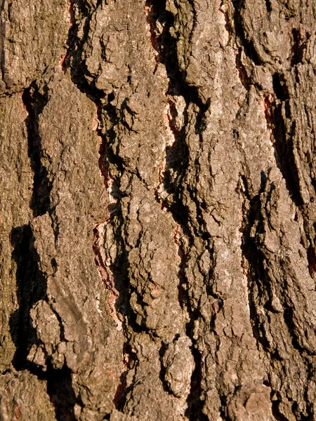 粗糙的棕色树皮 — 图库照片
