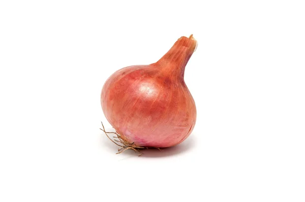 One large onion — Stock Photo, Image