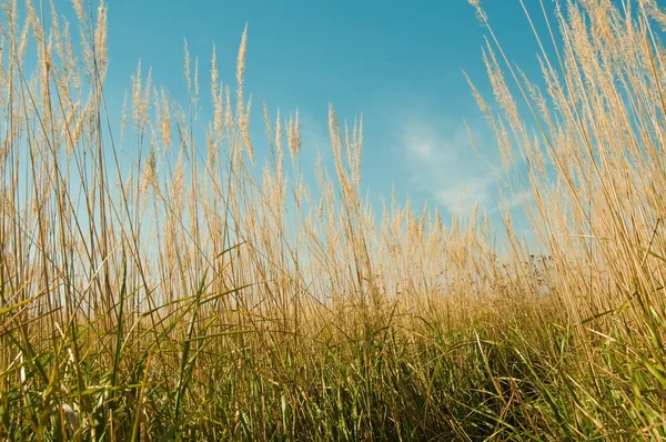 夏の草原の美しい水気が多い植物 — ストック写真