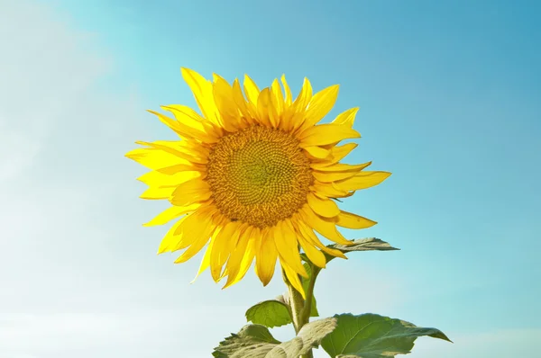 Piękne Słonecznikowy Przeciw Niebo Latem — Zdjęcie stockowe