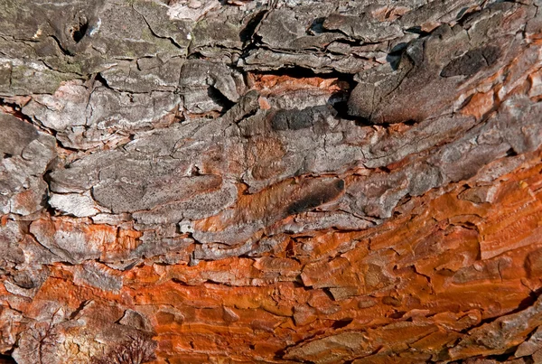 Hermosa corteza de pino de color brillante —  Fotos de Stock