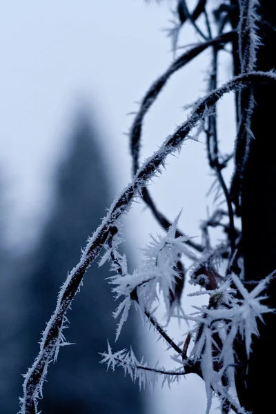 Invierno congelado — Foto de Stock