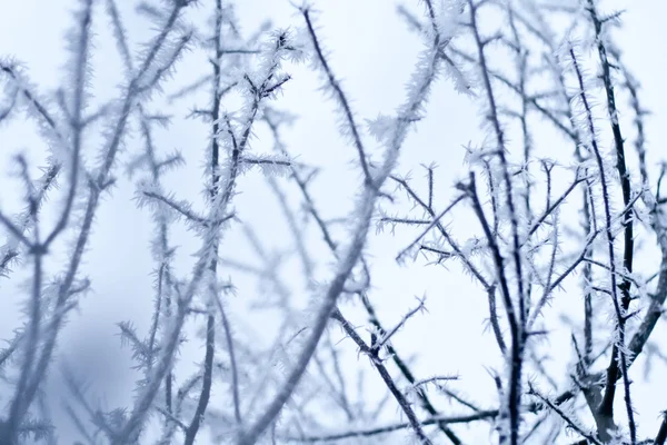 Inverno congelato — Foto Stock