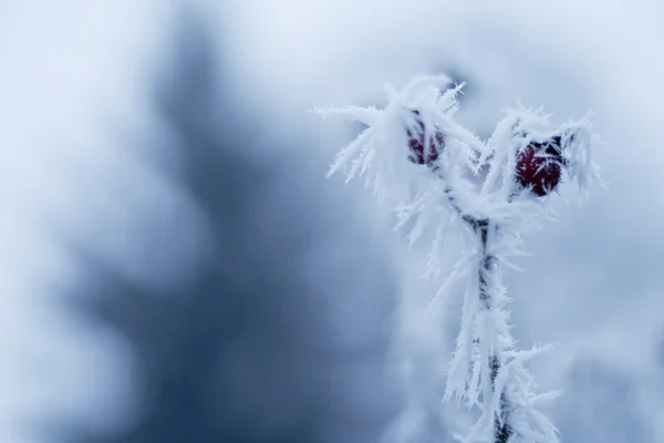 stock image Winter frozen