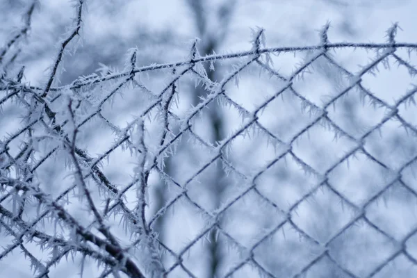 Donmuş kış — Stok fotoğraf
