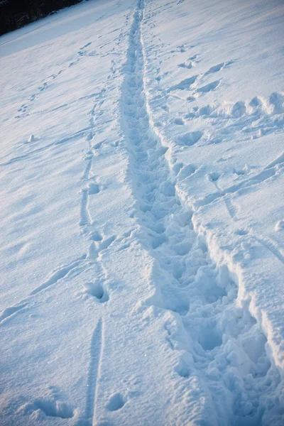 Marca de pie en la nieve —  Fotos de Stock