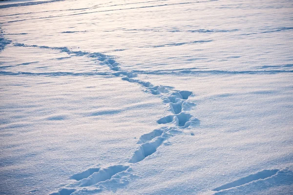 Karda ayak işareti — Stok fotoğraf