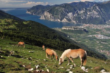 Panorama dal Monte Stivo clipart