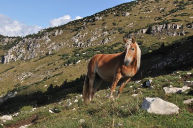 Cavallo al pascolo