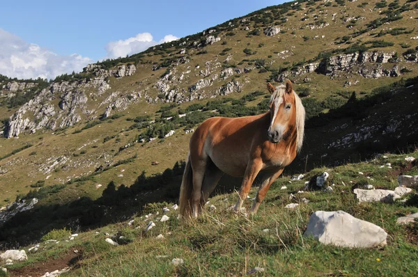 Cavallo-Qualität sitzt al pascolo — Stockfoto