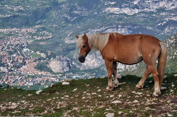 stock image Panorama dal Monte Stivo