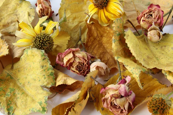 Autumn leaves and flowers — Stock Photo, Image