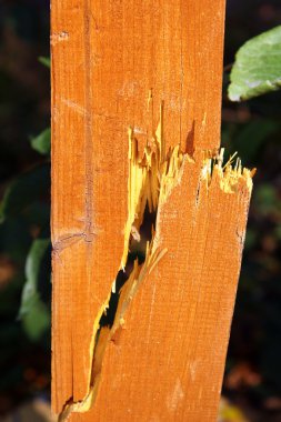 Broken tree board clipart