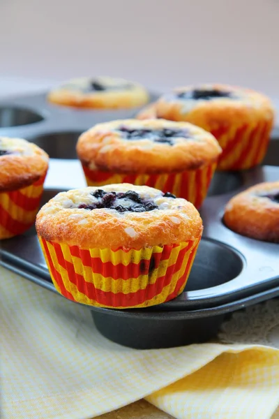Muffins με μούρα — Φωτογραφία Αρχείου
