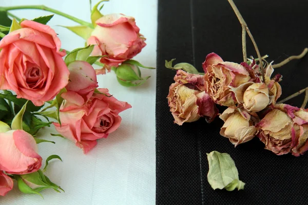Kontrast świeżych i suszonych kwiatów — Zdjęcie stockowe