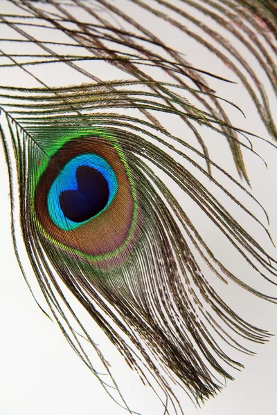 Piuma di un pavone — Foto Stock