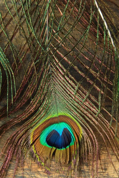 Feather Peacock Brown Background — Stock Photo, Image