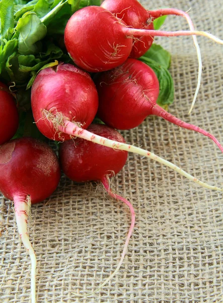 Bunch of red ripe radish — Stock Photo, Image