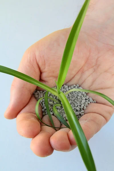 Kleine groene plant in de palm — Stockfoto