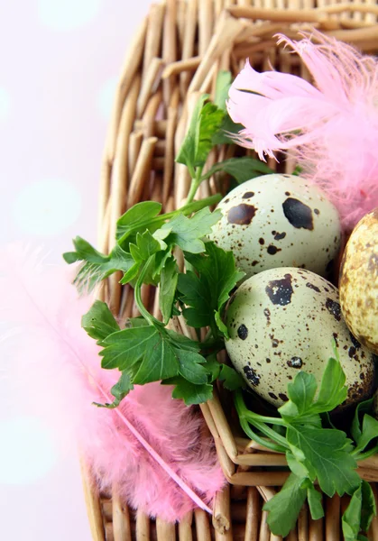 Quail Eggs Green Grass Feathers Easter Still Life Fence Board — Stock Photo, Image