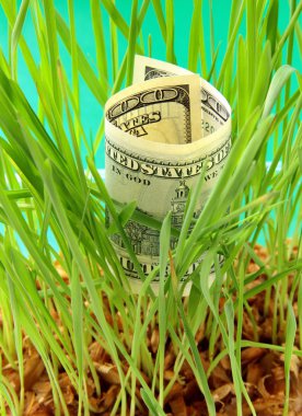 One Hundred dollar bill growing in the green grass clipart