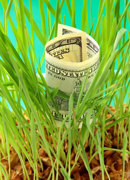 緑の芝生で成長している 100 ドル紙幣 — ストック写真