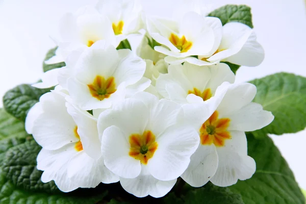 White spring flowers with green leaves — Stock Photo, Image