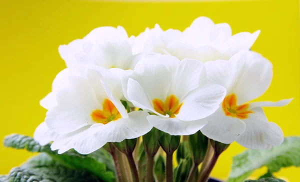 Flores blancas de primavera con hojas verdes —  Fotos de Stock