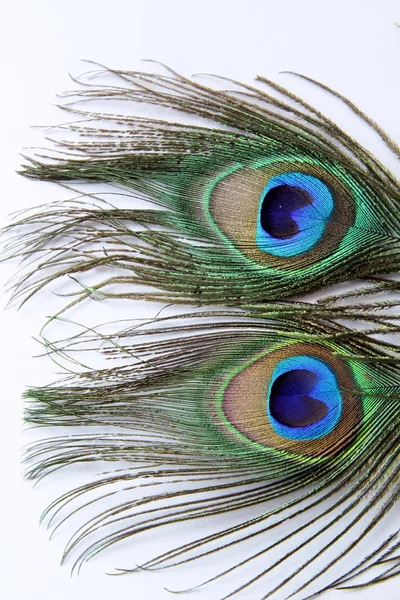 Feather of a peacock — Stock Photo, Image