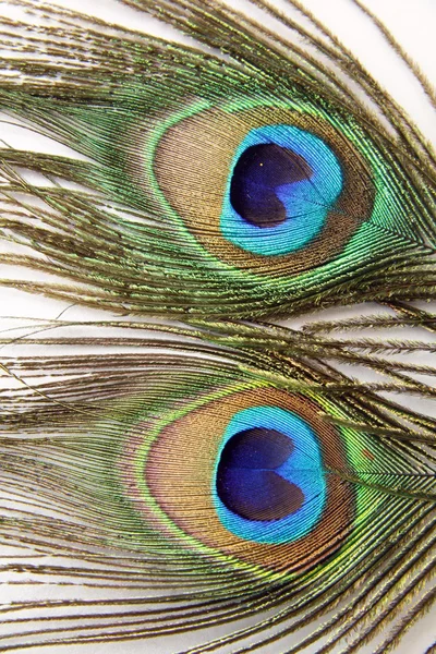 Two peacock feathers — Stock Photo, Image