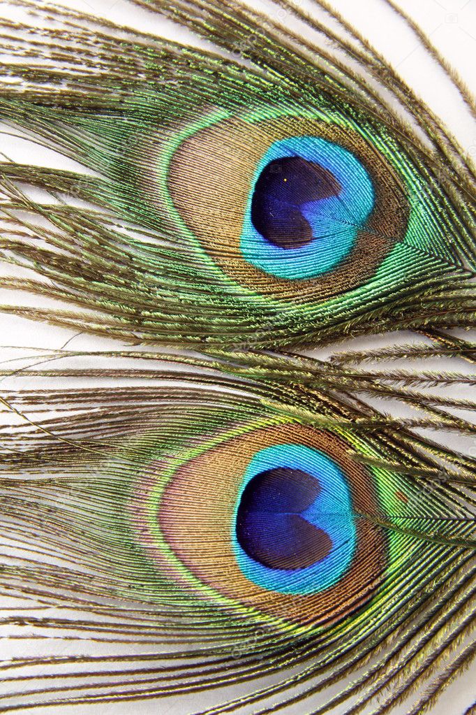 rainbow peacock feathers background