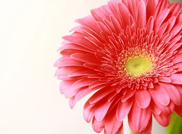Květiny close-up růžová gerbera — Stock fotografie