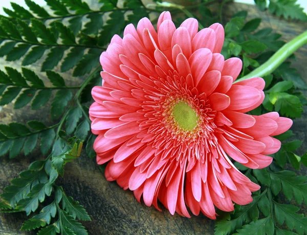 Pink Gerbera with green leaves — Stock Photo, Image