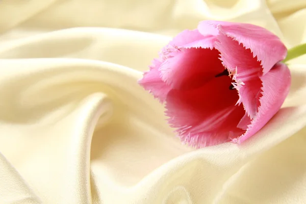Rosa lila Tulpe auf Seide — Stockfoto