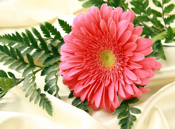 Ροζ φωτεινό λευκό λουλούδι σε ένα μετάξι — Φωτογραφία Αρχείου
