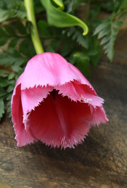 Rosa lila Tulpe — Stockfoto