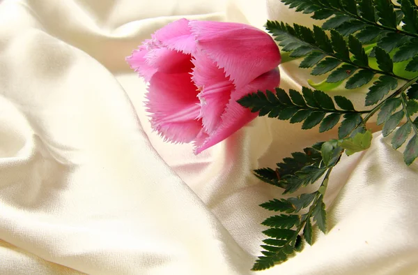 ทิวลิปสีชมพูสีม่วงบนผ้าไหม — ภาพถ่ายสต็อก