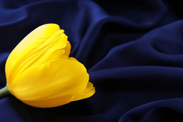 Tulipán amarillo brillante en una seda — Foto de Stock