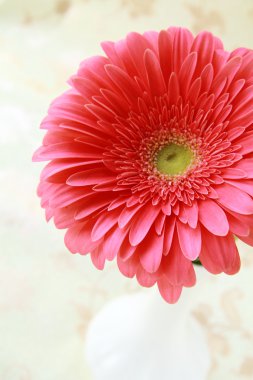 Pink bright Gerbera on a silk