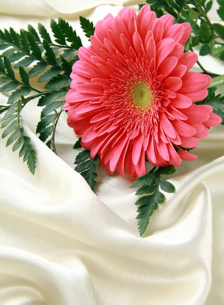 在丝绸上的粉红色明亮非洲菊 — 图库照片