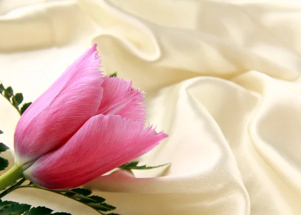 A selyem Pink lila tulipán — Stock Fotó