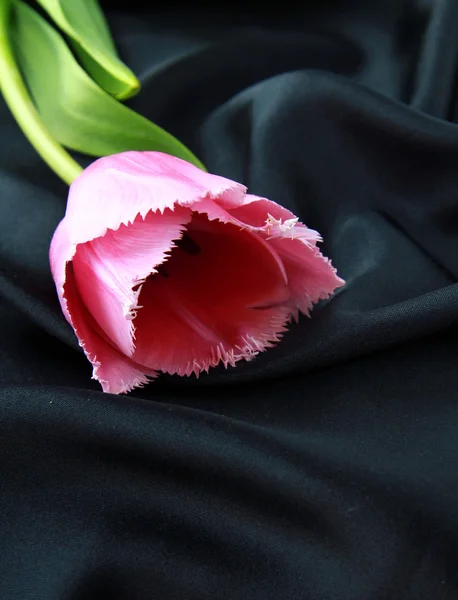 Rosa lila Tulpe auf Seide — Stockfoto
