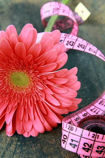 Gerbera rose avec ruban à mesurer — Photo