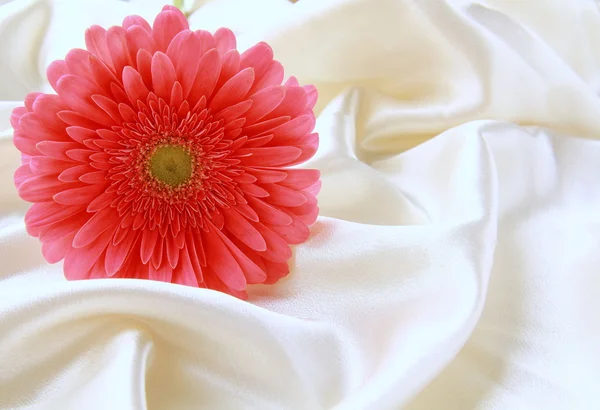 在丝绸上的粉红色明亮非洲菊 — 图库照片