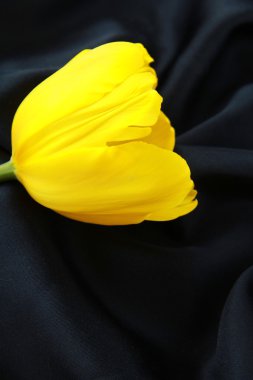 Bright yellow tulip on a silk