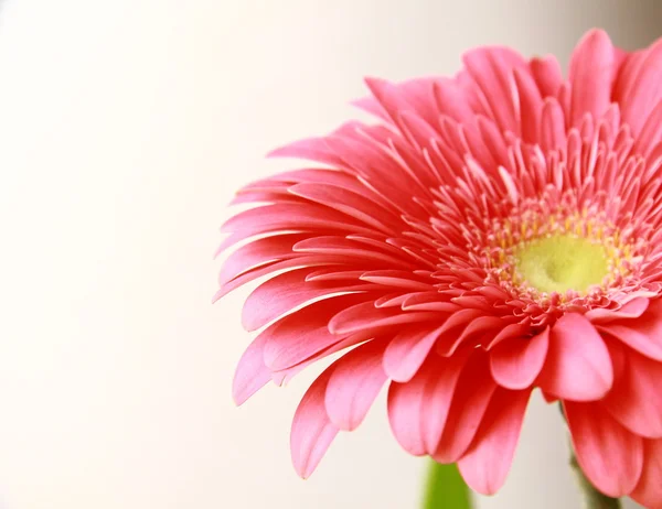 Κινηματογράφηση σε πρώτο πλάνο ζέρμπερα ροζ λουλούδι — Φωτογραφία Αρχείου