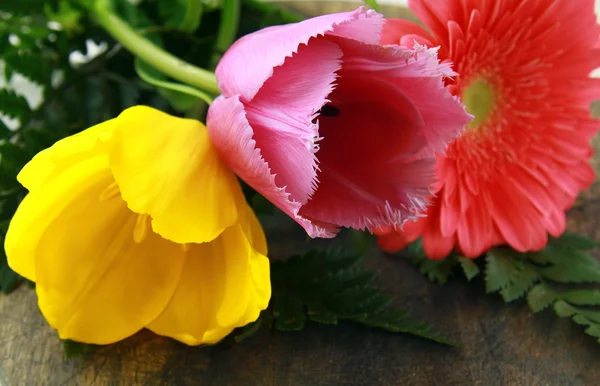 Pink yellow purple tulip — Stock Photo, Image